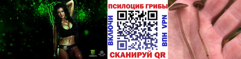 дарнет шоп  Железноводск  Псилоцибиновые грибы MAGIC MUSHROOMS 